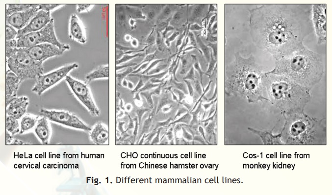 Animal Cell Culture Techniques