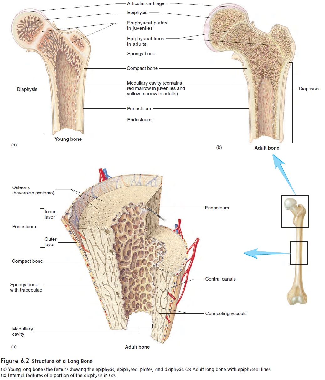 The Outer layer of the Bone is Called _____.. What are the two layers of Bones?. Cartilage and Bone. Temporal Bone features.