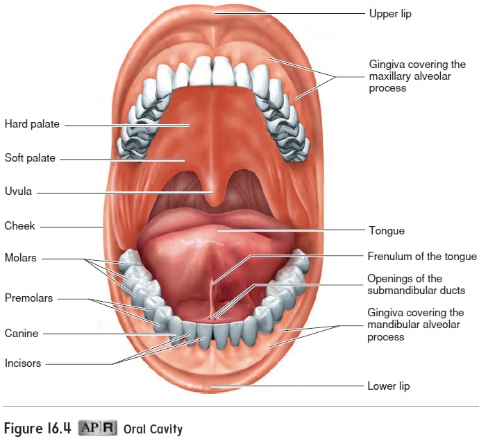 pharynx and esophagus diagram