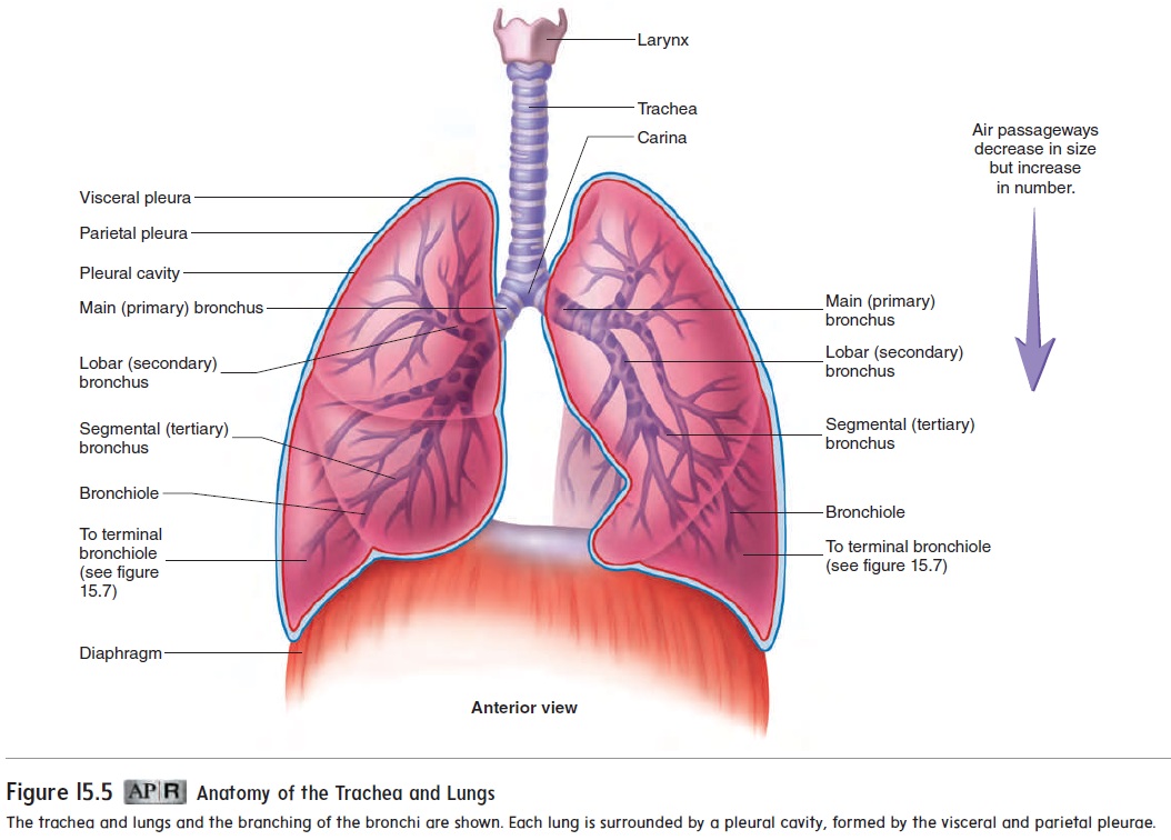 lungs and diaphragm diagram