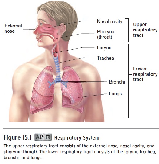 How to draw human respiratory system in easy way step by step - YouTube