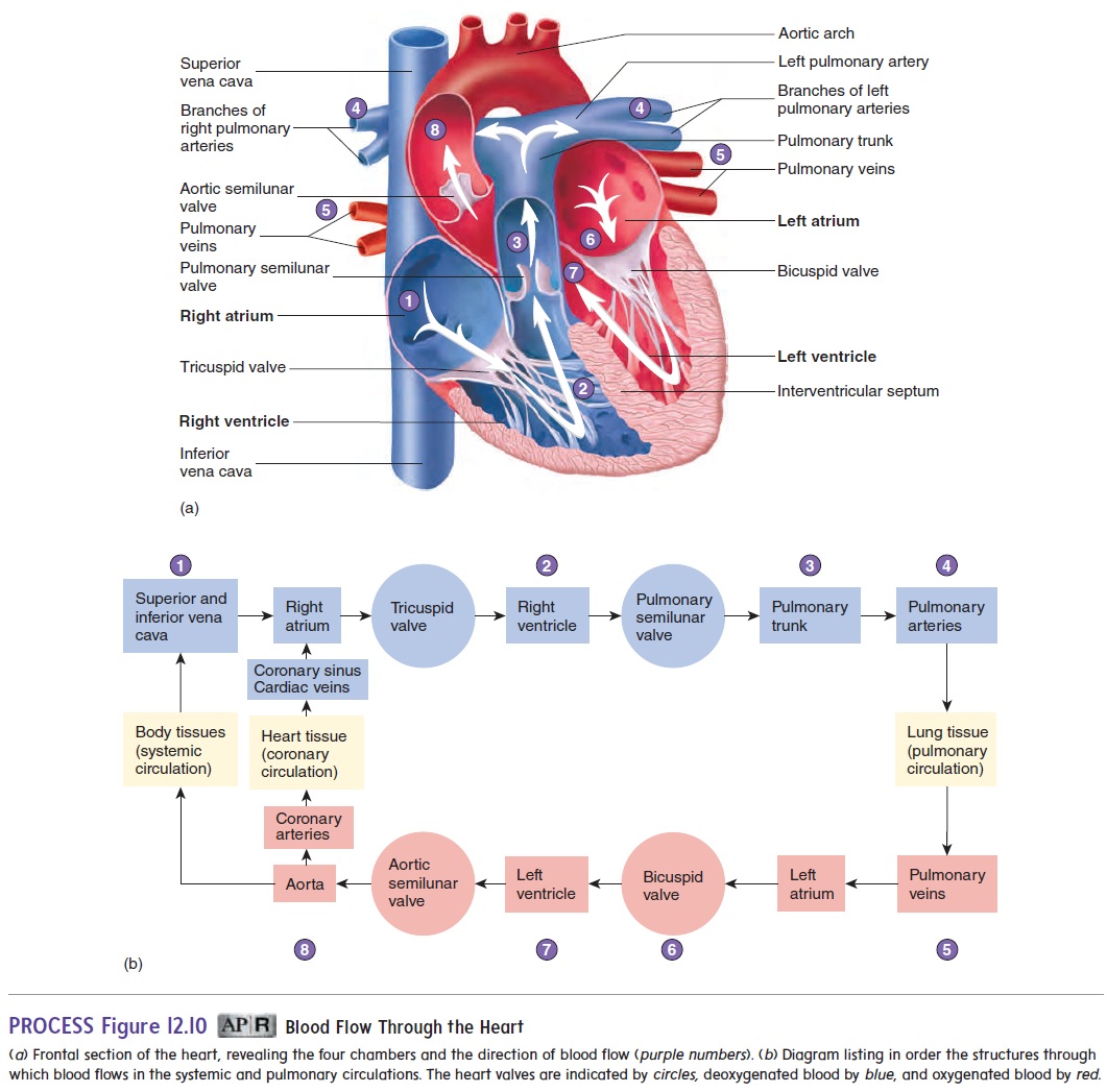 Pathway Of Blood Through The Heart Blood Flow Through The Heart Pathway Of Blood Through The Heart Blood Flow Through The Heart