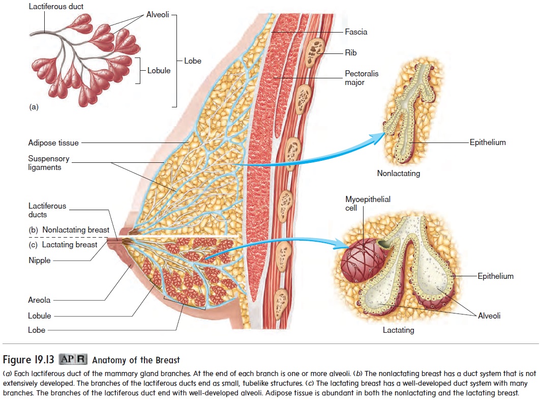 The Mammary Glands - Medika Life :: Understanding Human Anatomy