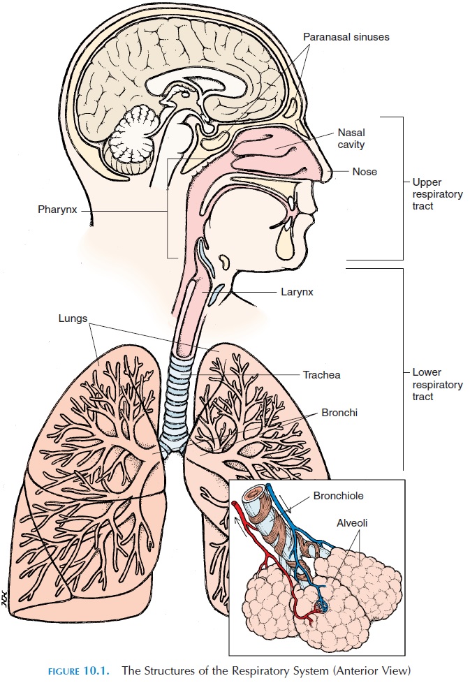 Respiratory System Diagram And Functions Respiratory System Diagram And Functions