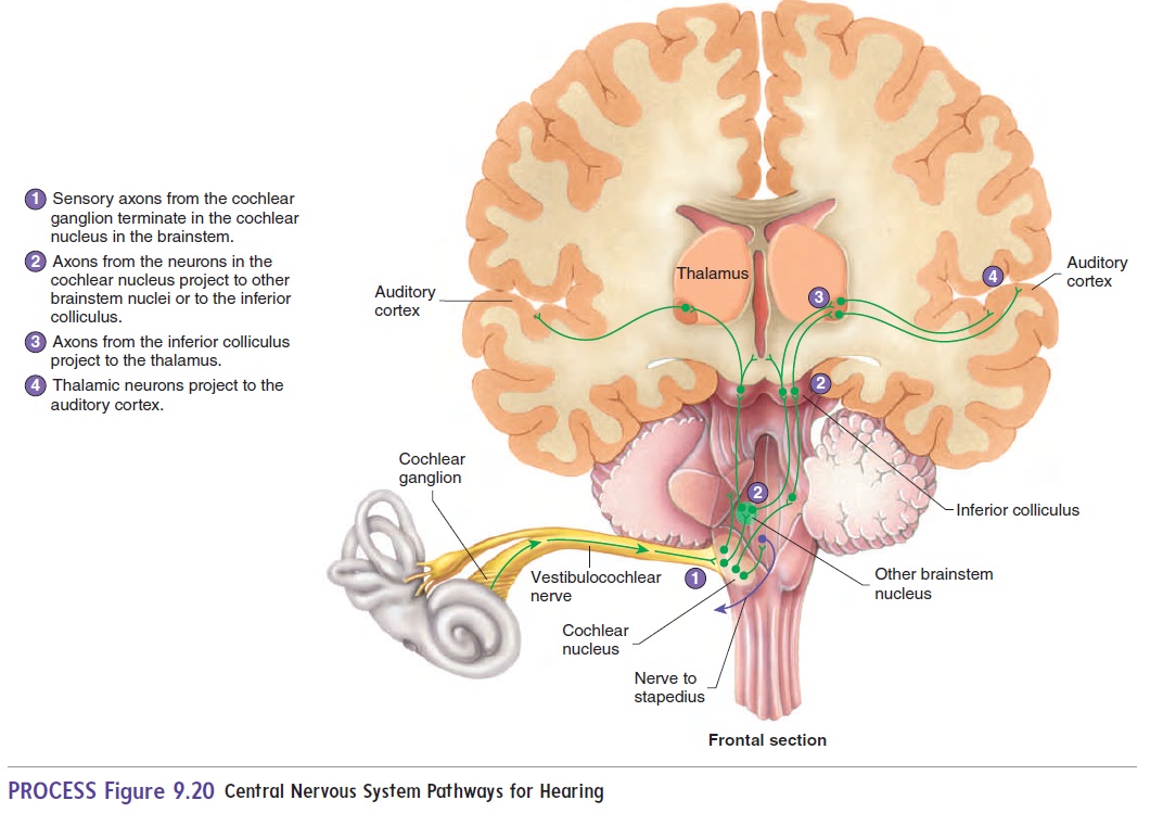 Звук слух мозг. Слуховой нерв отдел мозга. Анатомия улитки, проводящие пути слухового нерва. Слуховой анализатор слуховой нерв. Проводящие пути слухового нерва.