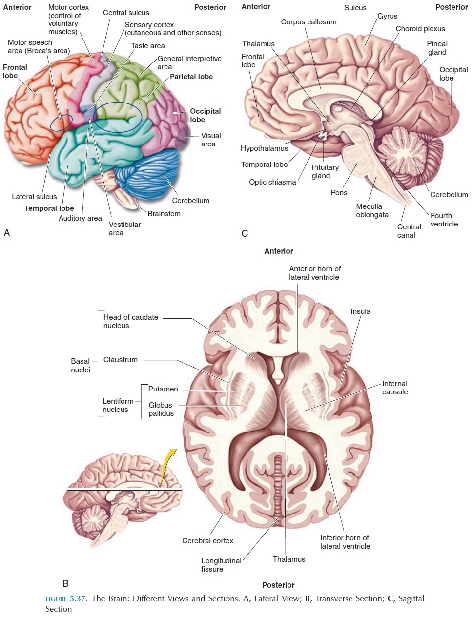 brain diagram thalamus
