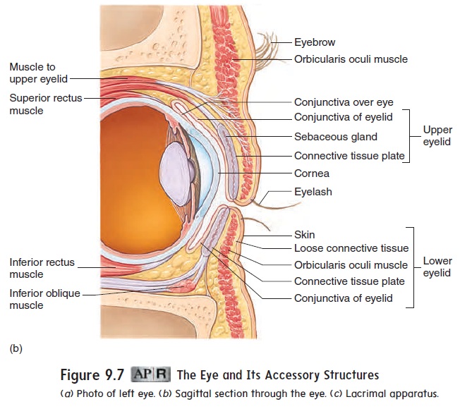 What a big eye you have… | Biomedical Visuals