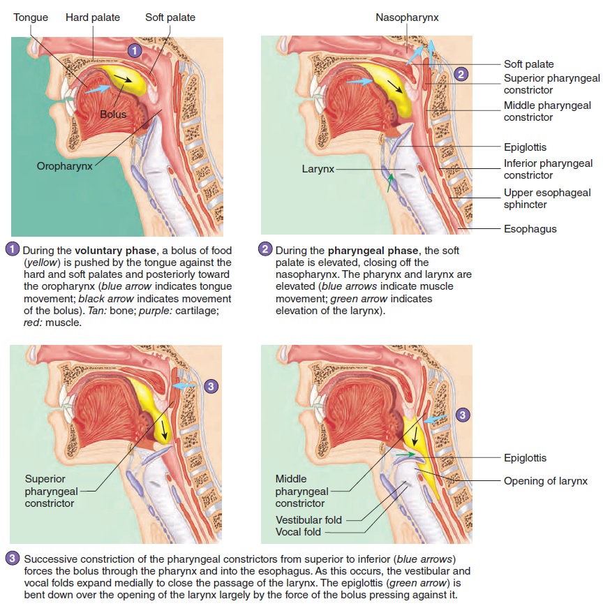 Anatomy Of Oral Cavity Pharynx And Esophagus