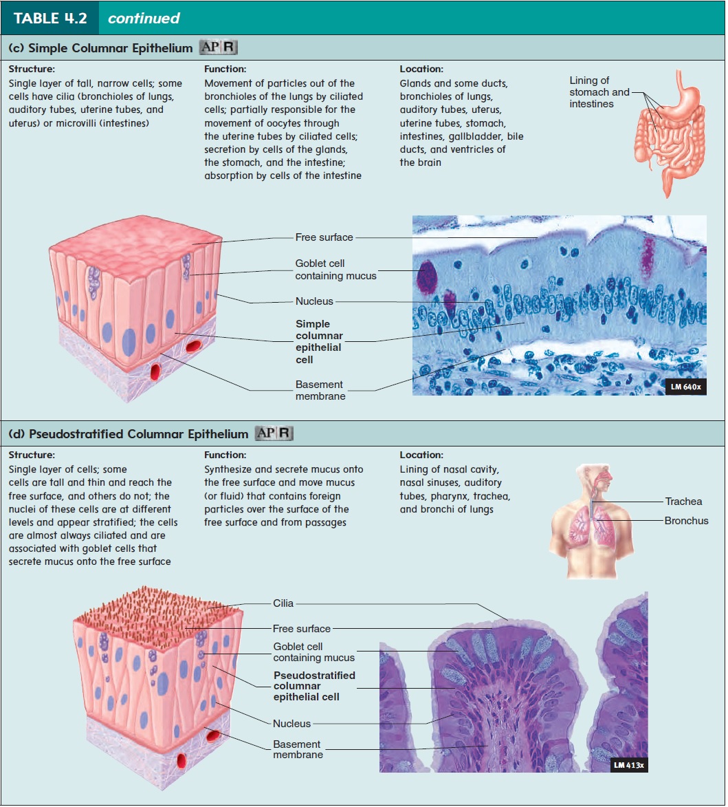 Epithelial Tissue Function And Location