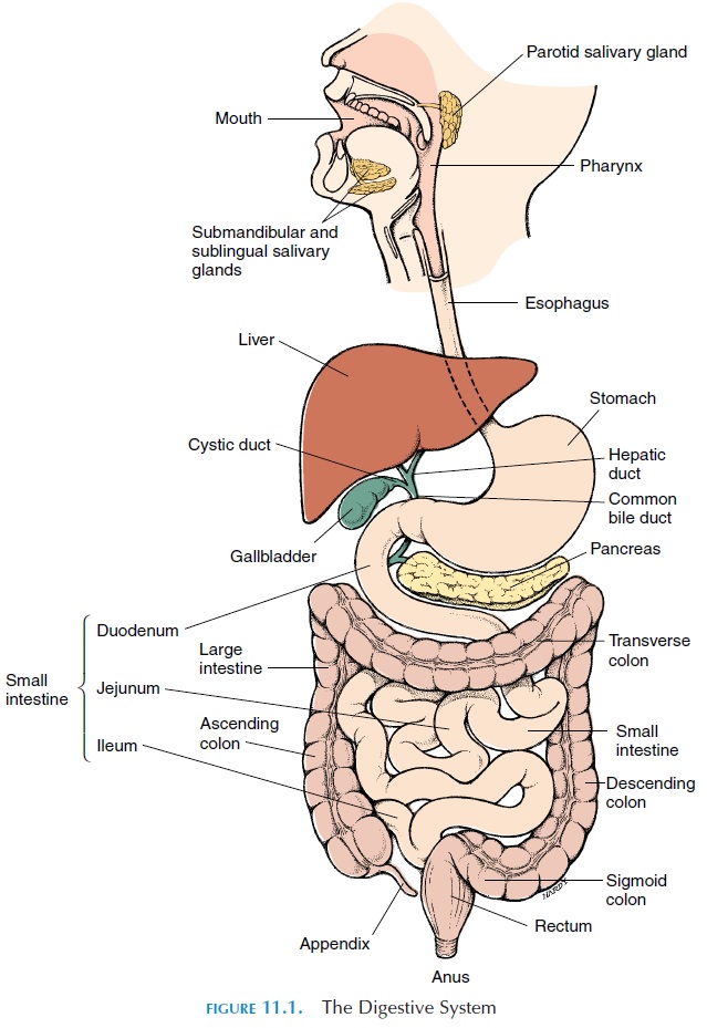 diskriminerende Kong Lear ødemark Components of the Gastrointestinal System