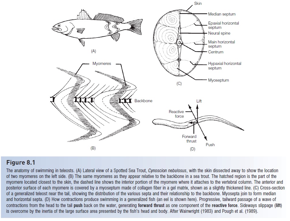 Muscles - Anatomy of Fishes