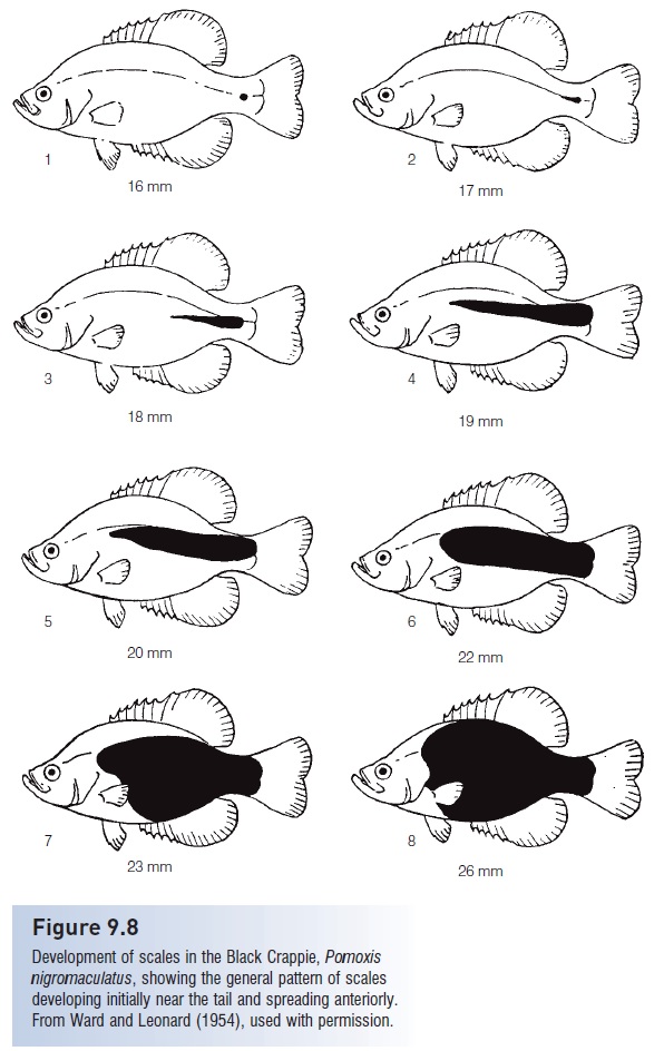 Scales - Integumentary skeleton of Fishes