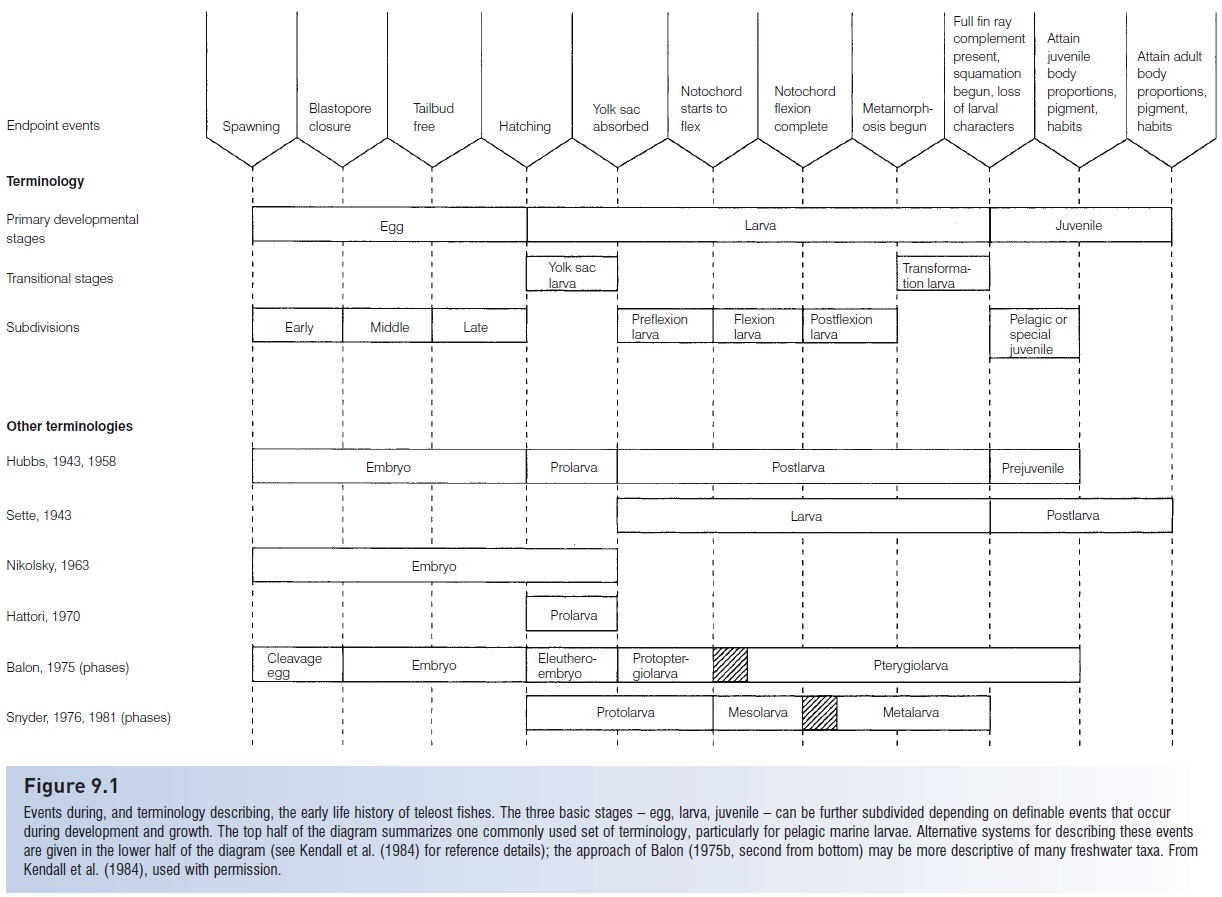 Early Life History terminology Fishes