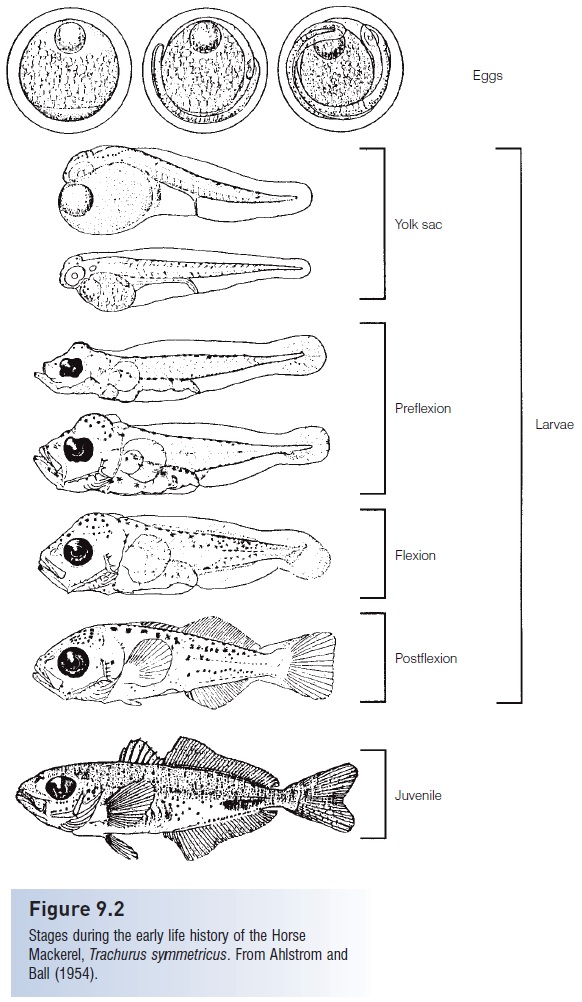 Early Life History terminology Fishes