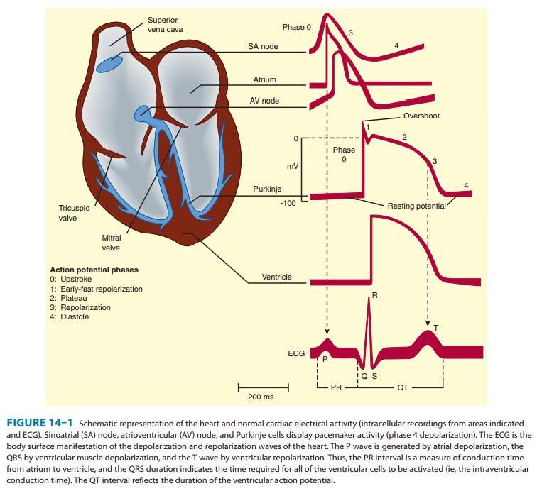 Electrophysiology of Normal Cardiac Rhythm