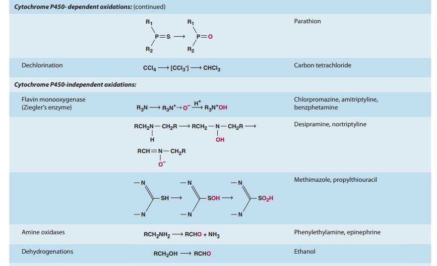 bar Universitet Overhale Microsomal Mixed Function Oxidase System & Phase I Reactions