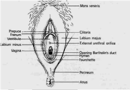 Female Genitalia