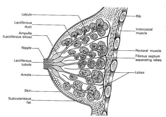 female breast anatomy and physiology