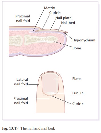 Structure Of A Finger Nail . Human . Anatomy - Vector / Dorsal,  Intermediate, Ventral Royalty Free SVG, Cliparts, Vectors, and Stock  Illustration. Image 126722860.