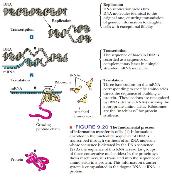 the types of rna