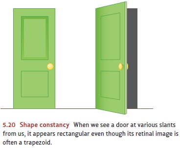 types of perceptual constancy