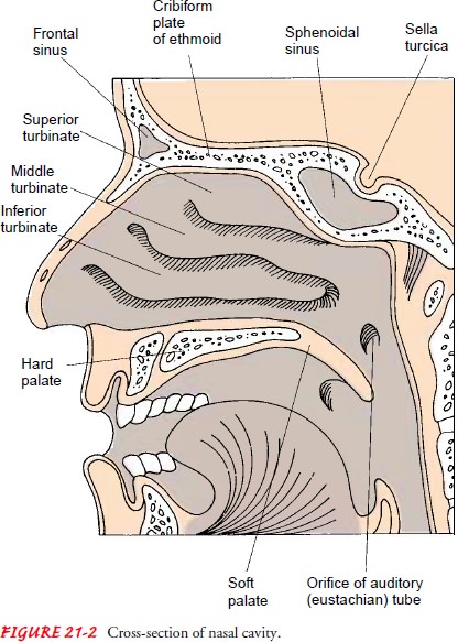 Anatomy of the Upper Respiratory Tract