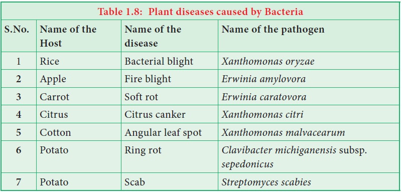 Economic importance of Bacteria