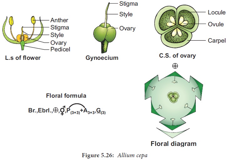 Clitoria Ternatea Floral Diagram
