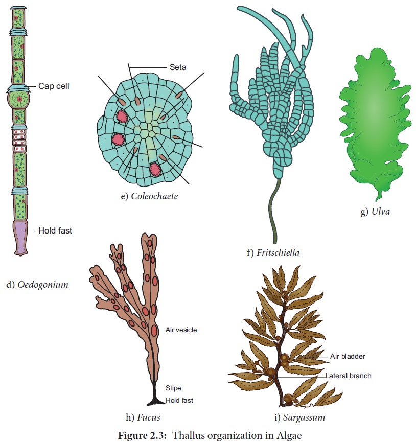 Algae - Characteristic features, Classification, structure ...