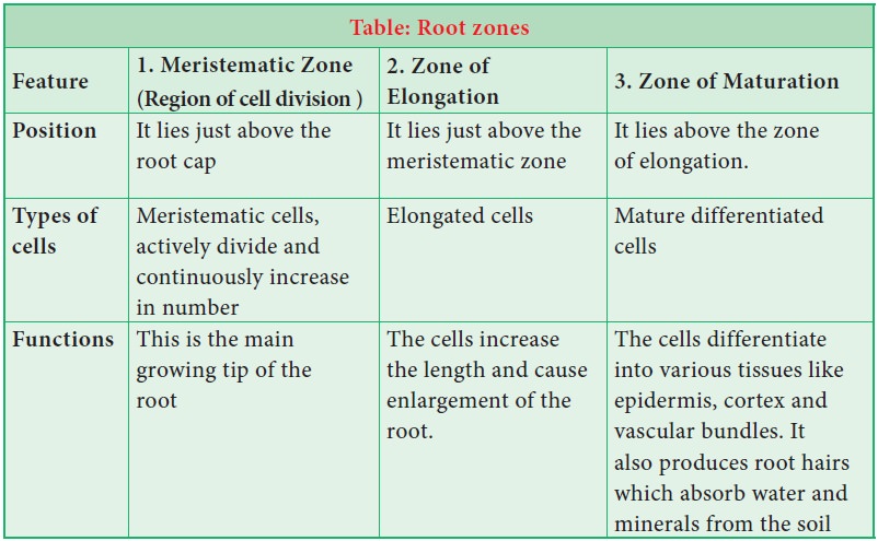What are the Main Functions of the Roots in a Plant
