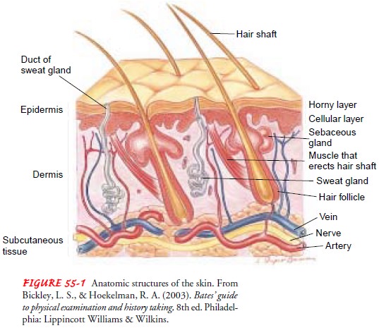 Anatomy of the Skin, Hair, Nails, and Glands of the Skin