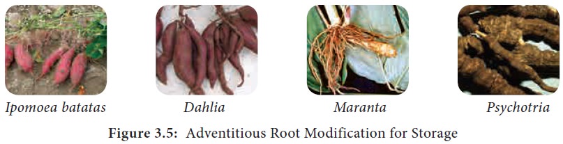 What are the Main Functions of the Roots in a Plant