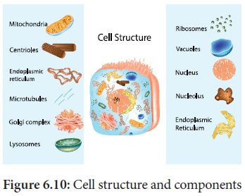 Difference between plant and animal cells