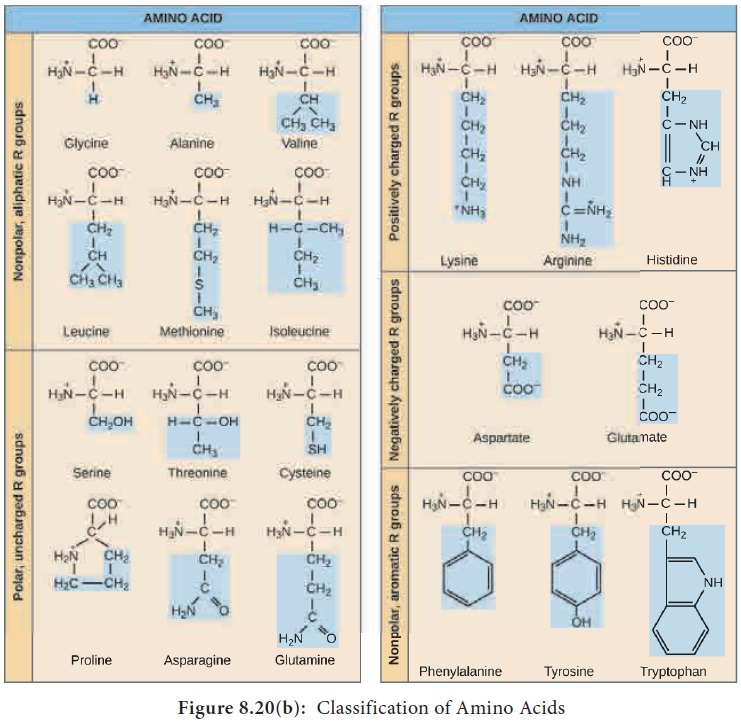 Amino Acids Classification