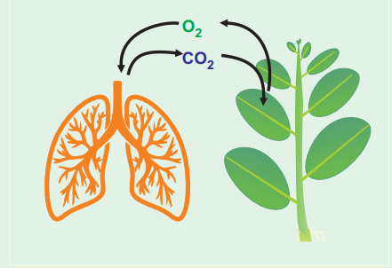 Plant Respiration : Introduction