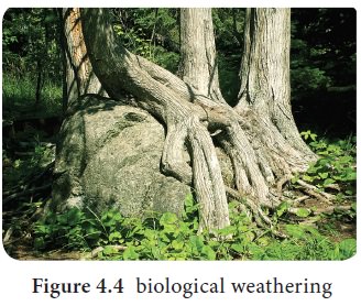 weathering by plants