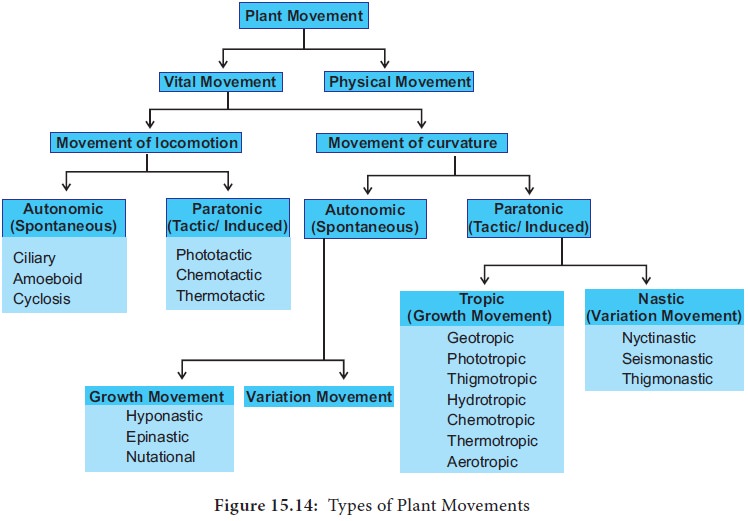 cyclosis movement