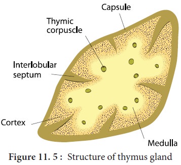 thymus structure