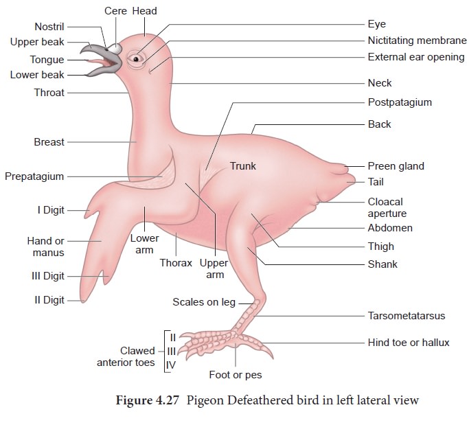 Pigeon (Columba livia) - Classification, External features, Exoskeleton,  Endoskeleton, Anatomy Structure