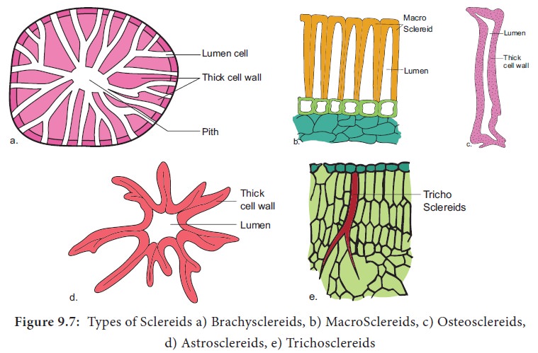 Simple Permanent Tissues: Parenchyma, Collenchyma, Sclerenchyma