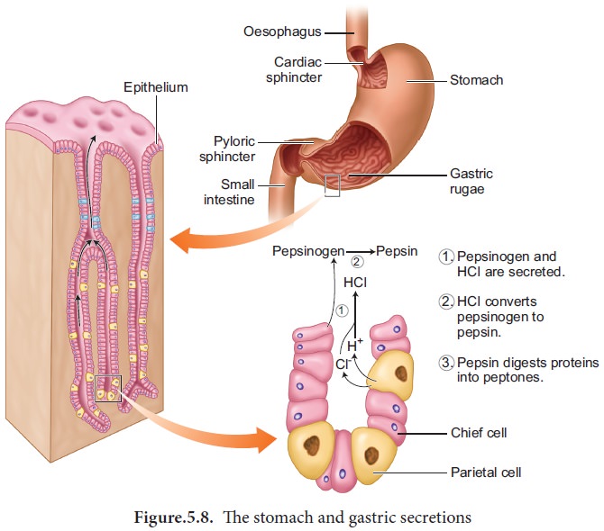 enzymes of gastric juice