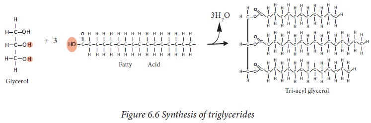Triacylglycerols Or Triglycerides Physical And Chemical Properties 
