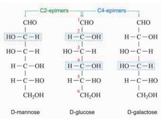 Monosaccharides, Disaccharides, and Polysaccharides