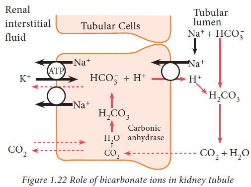 Renal Buffer System