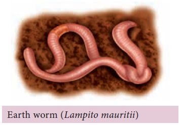Phylum - Annelida - (Segmented Worms) - Kingdom Animalia