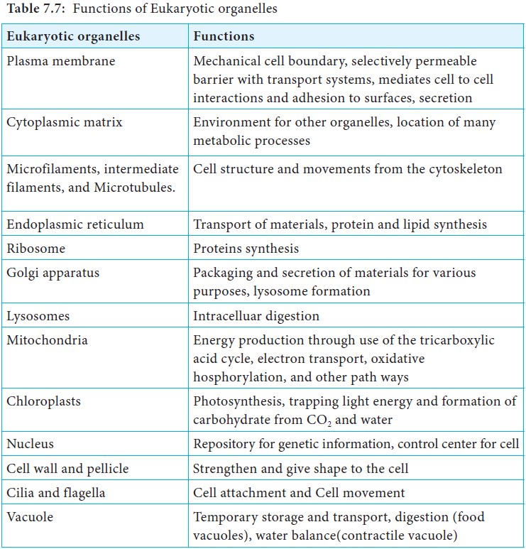 Eukaryotic Cell Structure