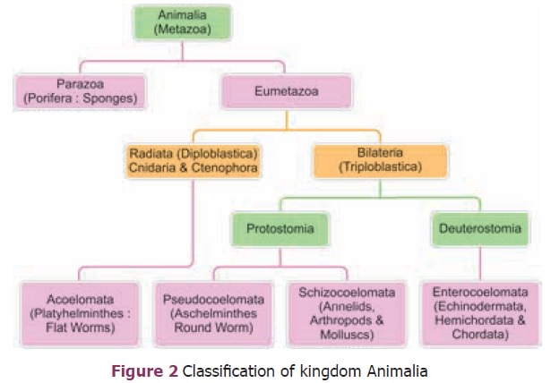 Criteria for Classification of Animal Kingdom
