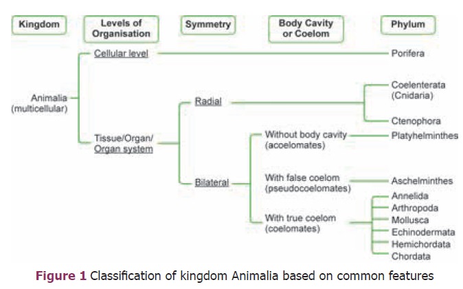 Criteria for Classification of Animal Kingdom