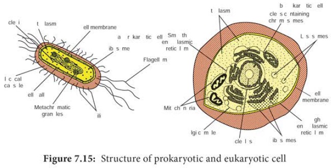 structures that distinguish eukaryotic cells
