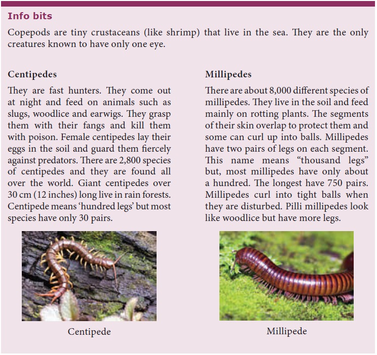 Phylum - Arthropoda - (Organisms with Jointed Legs) - Kingdom Animalia